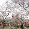 栃木桜情報 八幡山公園の桜　織姫公園の桜