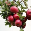 りんごの栄養価とその効果！美肌や健康に効く理由とは？
